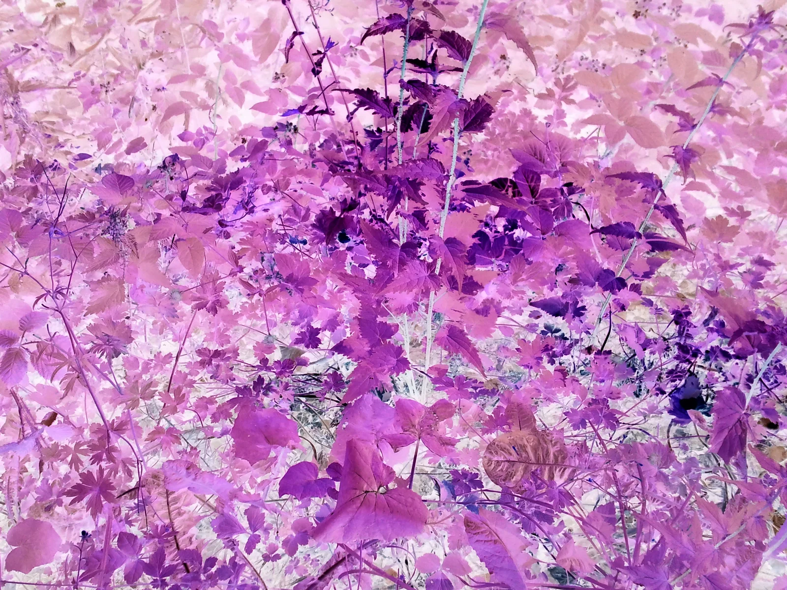 Experimentell 2 – Abstrakte Lichtfotografie von gallery-prints.at