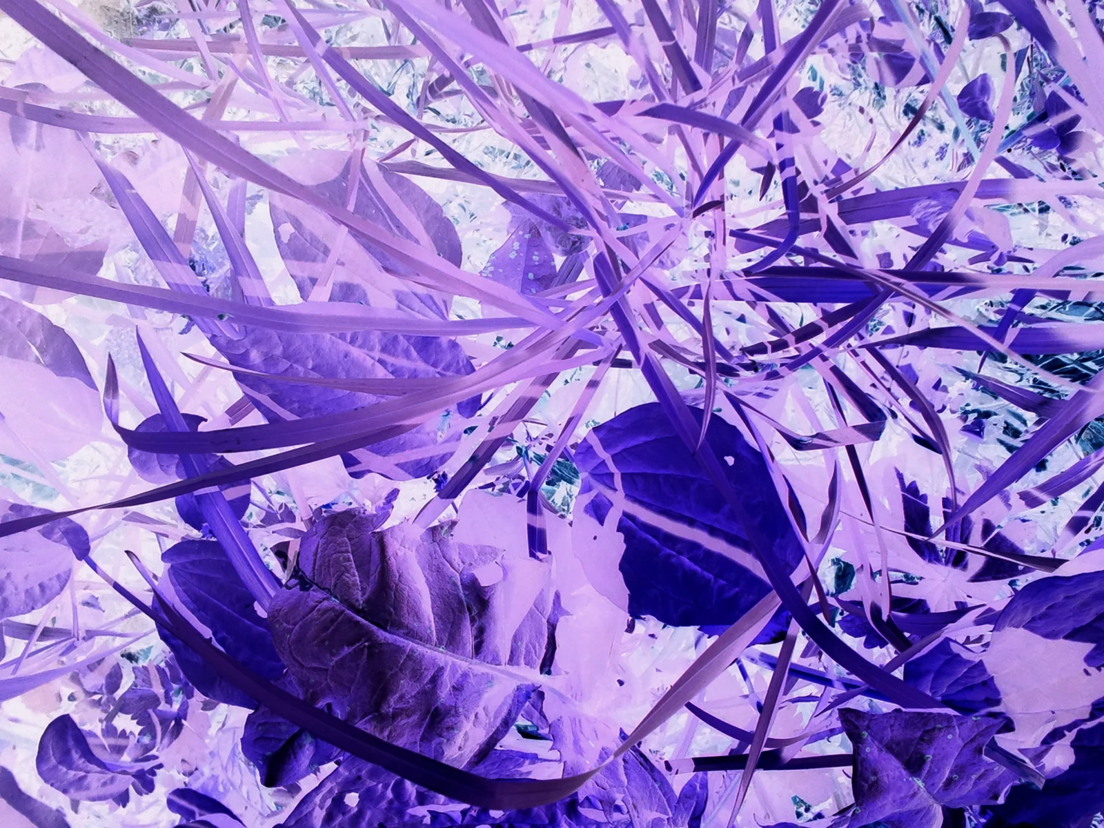 Experimentell 3 – Abstrakte Lichtfotografie von gallery-prints.at